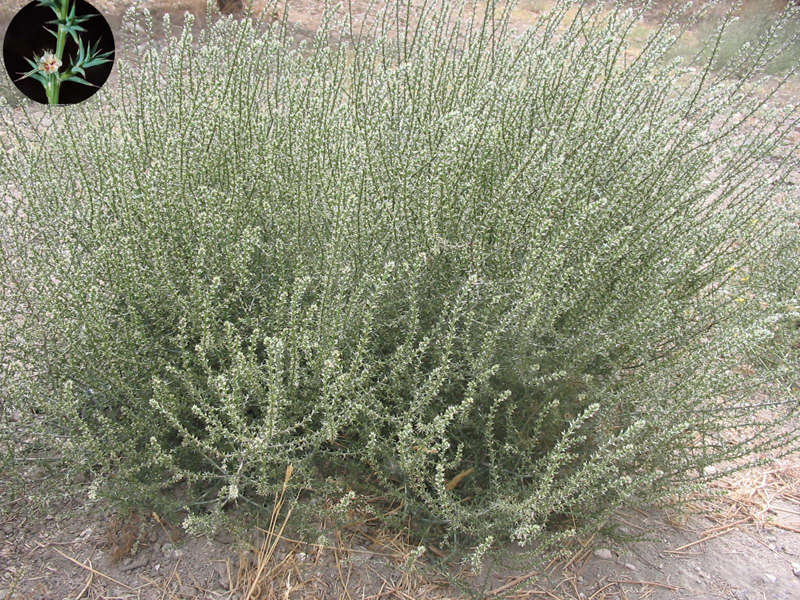 Russian thistle (Salsola kali) 1